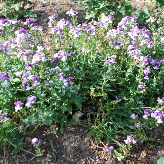 Nemesia sp.